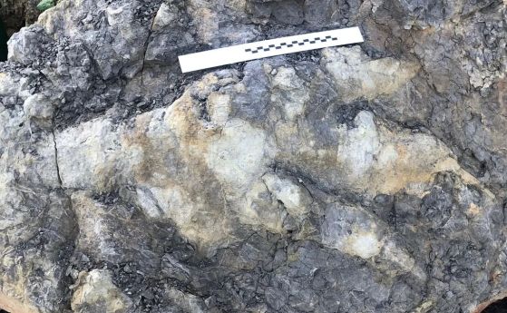 Рекорден по размер динозавърски отпечатък е открит в Англия