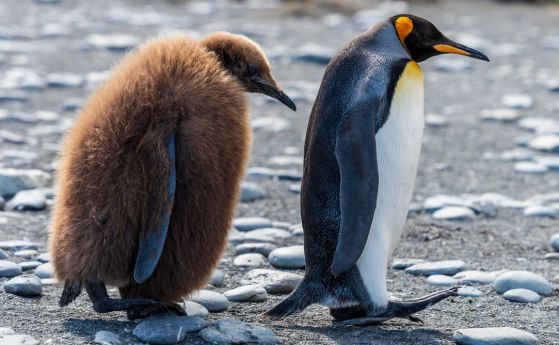 Пингвините изпускат толкова много райски газ, че има забавен ефект върху изследователите