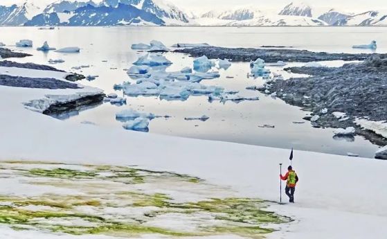 Нова екосистема в Антарктида: Водорасли върху снега. Белият континент става зелен