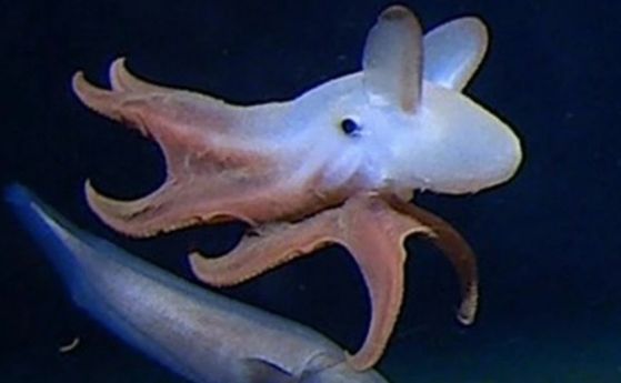 Най-дълбоководният октопод е видян на 7 км под вълните (видео)