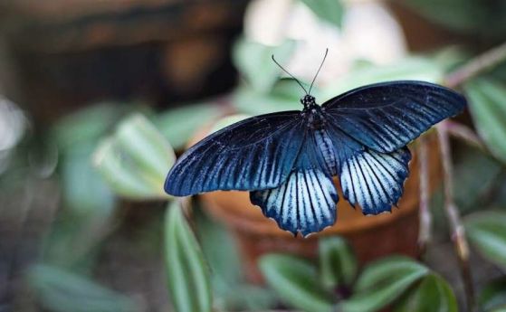 Откриха какво защитава крилата на пеперудите от проливните дъждове (видео)
