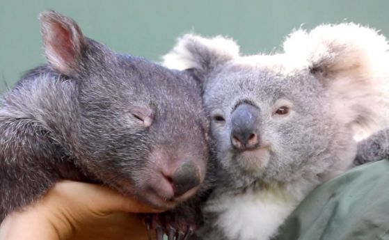 Коала и вомбат стават приятелки по време на изолацията в зоопарк в Австралия (видео)