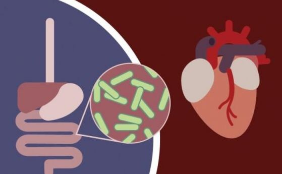 Чревни бактерии, разграждащи холестерола, могат да повлияят на сърдечното здраве на хората