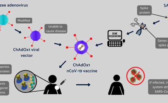 Ваксината срещу COVID-19 дава при тестване „правилен имунен отговор“ 