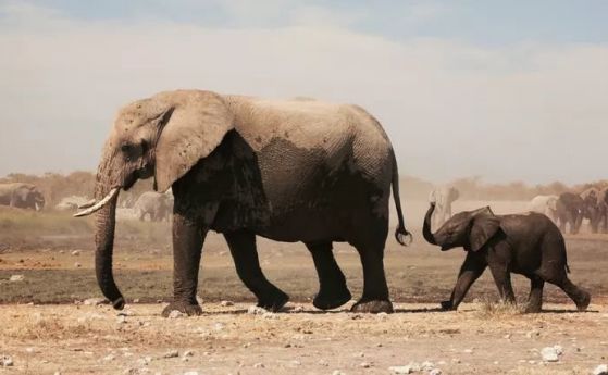 350 слона загинаха в Ботсвана при загадъчни обстоятелства