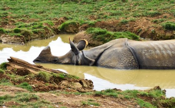 Как най-редкият носорог на света се справя с горещините? (видео)