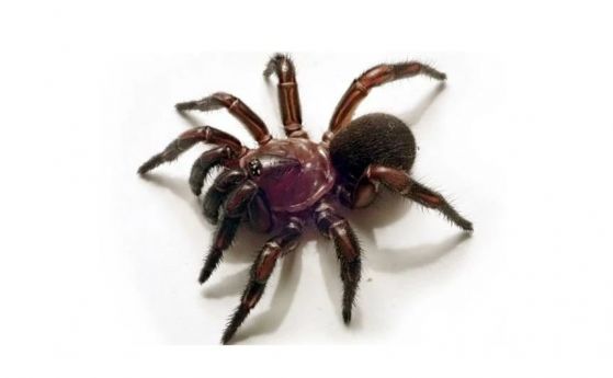 В Австралия е открит ​​нов род паяци, които изграждат „входни врати“ към дупките си