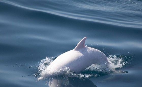 Откриха в Черно море делфин албинос