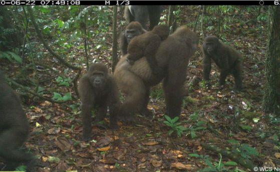 Нови бебета са заснети в група от най-редките горили на света