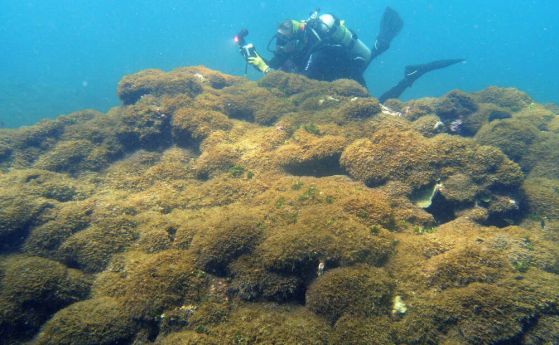 Агресивен непознат вид водорасли превзема кораловите рифове на Хавай