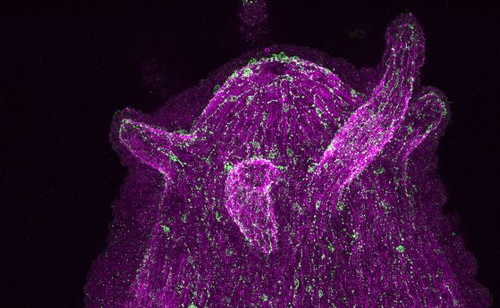 Нервните клетки са еволюирали, за да си "говорят" с микробите