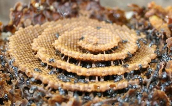 Тези изумителни спираловидни пчелни пити имат много общо с кристалите, казват учените