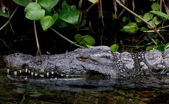 Древен череп показва, че крокодилите са доплували в Америка от Африка