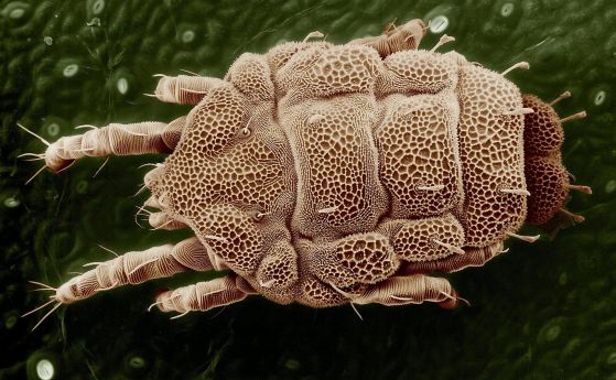 Трябва да изучим паразитите, преди да сме ги изгубили завинаги, предупреждават учени