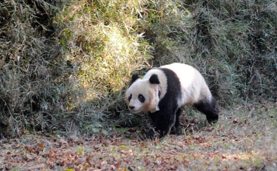 Леопарди и вълци изчезват от зоните за опазване на пандата