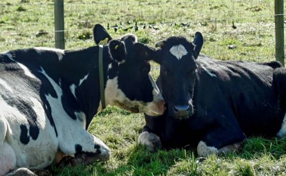 Млечните крави имат сложни взаимоотношения, които се променят при смяна на групата
