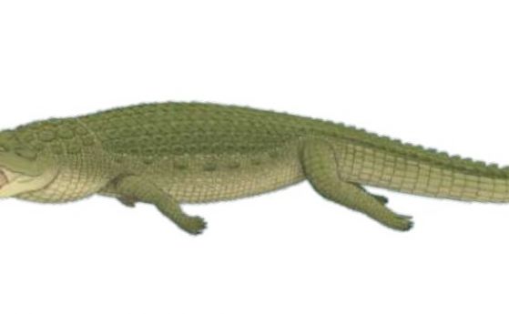 Грамадни "крокодили на терора" с големи зъби са можели да убият и динозавър