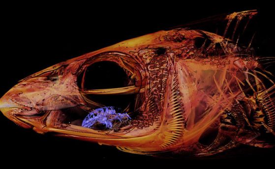 Биолог открива случайно ужасяващ паразит, заел мястото на езика на рибата, която изучава