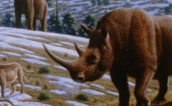 Учени предполагат какво е убило вълнестите носорози и това не са хората