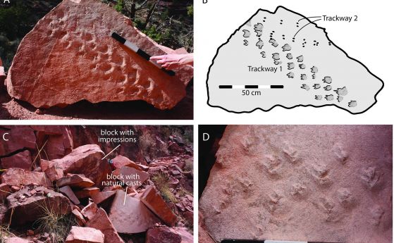 Случайно срутена скала в Гранд Каньон крие тайните на животно от преди 313 милиона години