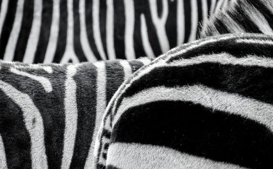Шарките на зебрите ги предпазват от конските мухи с оптическа илюзия