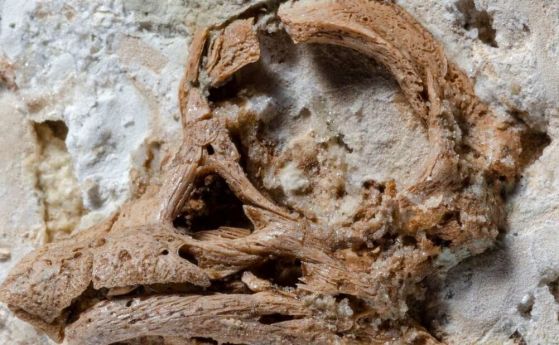 Изследваха уникален фосил на ембрион на гигантски рогат динозавър