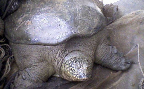 Заснет е четвърти екземпляр от последните гигантски сладководни азиатски костенурки