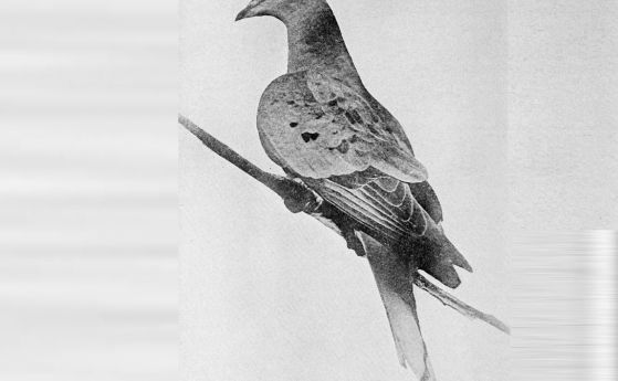 На тази дата умира последният известен странстващ гълъб