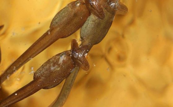Необичайни попови лъжички най-после откриват роднините си - вид застрашени жаби
