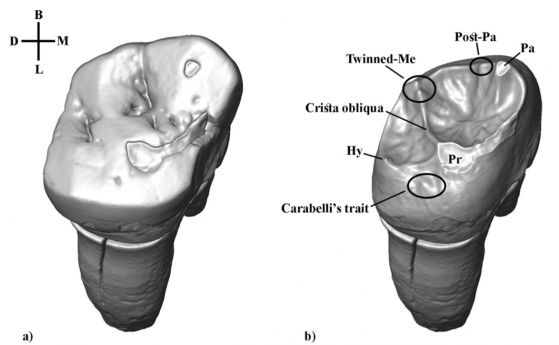 Археолози анализират ДНК от зъб на един от най-древните неандерталци в Европа