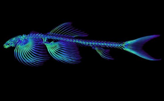 Поне 11 вида риби може да имат способността да ходят на сушата