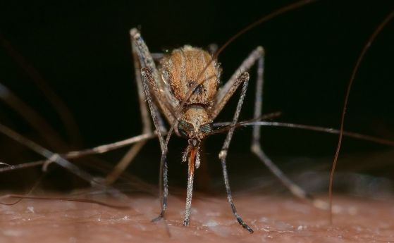 Вирус, пренасян от комарите, е свързан с инсулта