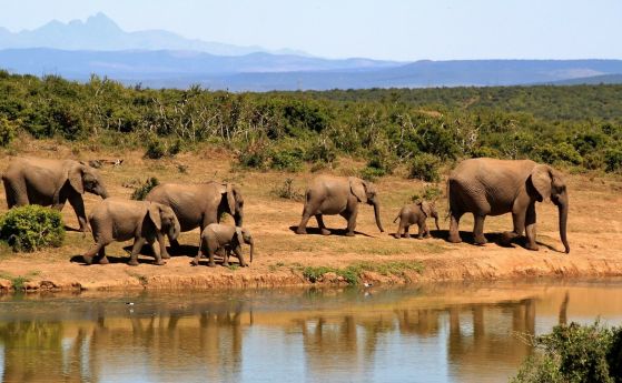 Вече е открита причината за мистериозното масово измиране на слонове в Ботсвана