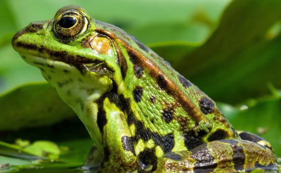 Защо някои жаби имат толкова големи очи?