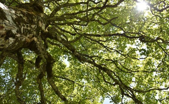 Кленовите дървета предлагат най-добра защита от вредните UV лъчи