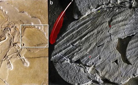 Най-древният фосил на перо принадлежи на знаменития археоптерикс, сочат нови доказателства
