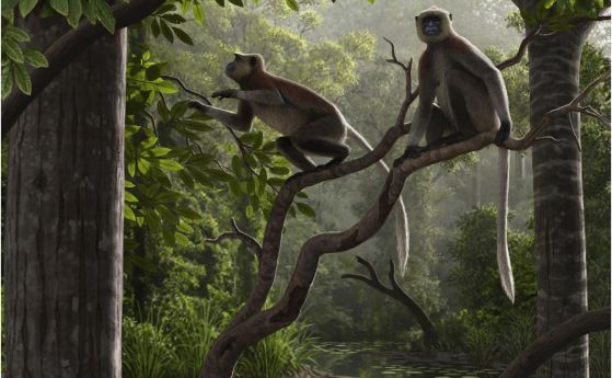 Фосили на маймуни на 6,4 млн години са сред най-старите, намирани извън Африка
