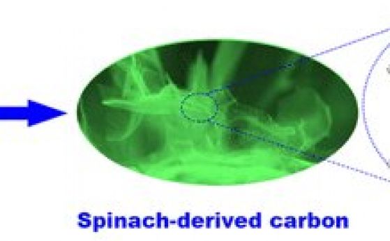 Попай би одобрил: спанакът може да се използва за катализатор в горивни клетки