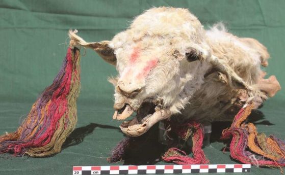 Първите мумии на жертвени лами от времето на инките са открити в Перу