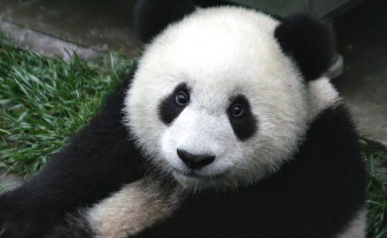 Направен е първият видеозапис на панди, които се чифтосват свободно в природата (видео)