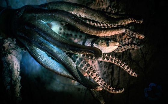 Октоподите опитват храната си, докато я докосват с "ръце"