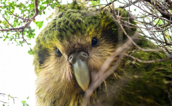 Какапо, най-дебелият папагал в света, е обявен за птица на годината на Нова Зеландия за 2020 г. (видео)