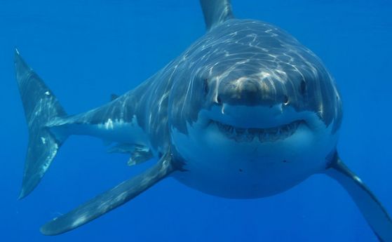 Големите бели акули изчезват около Кейптаун. Виновен може би е друг хищник