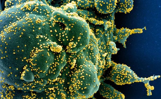 Тялото има достатъчно имунна памет след преболедуване на COVID-19 според ново проучване