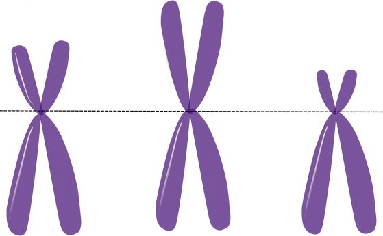 Нова 3D визуализация показва как всъщност изглеждат хромозомите