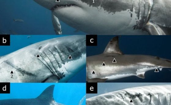 Белезите, забелязани върху големи бели акули в Мексико, са оставени от грамадни калмари