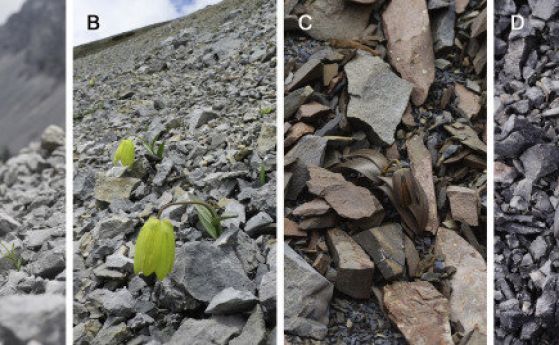 Високопланински растения променят оцветяването си, за да се крият от хората