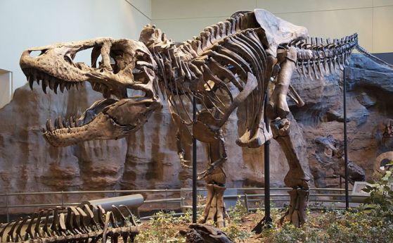 Сърдитите тийнеджъри Т. rex израстват много бързо, докато други тероподи се развиват по-плавно