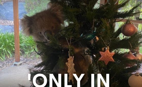 Австралийско семейство открива неочакван гост на коледното си дърво - малка коала (видео)