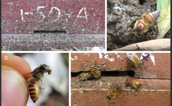 За пръв път е забелязано пчели да използват екскременти за защита от нападения на стършели